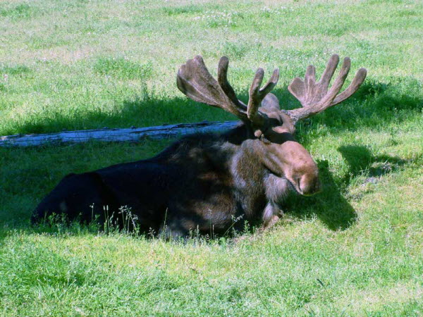 Animal Sanctuary - Moose