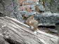 Woodland Critter