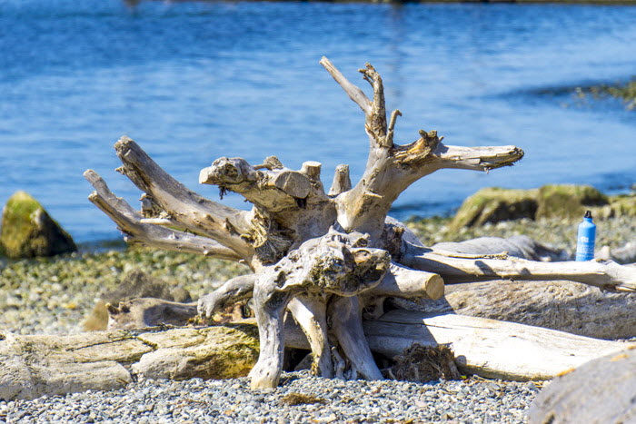 Dead Tree