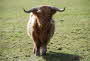 Highland Bull