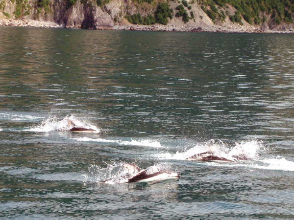 Seward - Resurrection Bay Dolphins