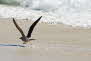 Otama Beach