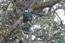 Tui Bird