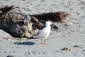 Gull
