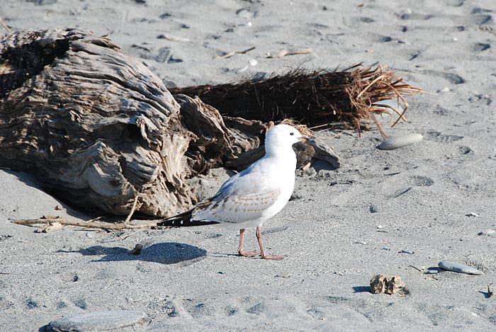 Gull