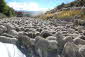 Sheep Invasion