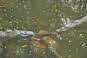 Terrapins