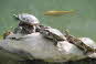Terrapins