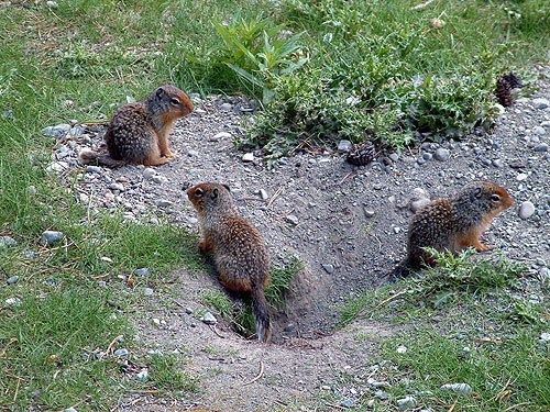 Icefields Parkway - Little Critters