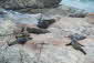 Ohau Seals