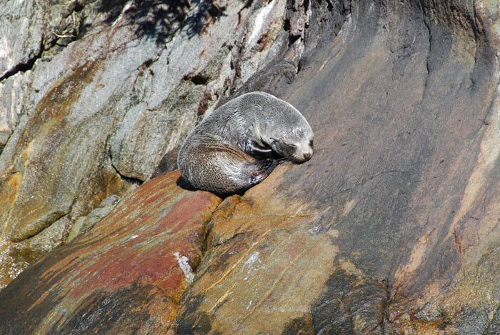 Milford - Seal