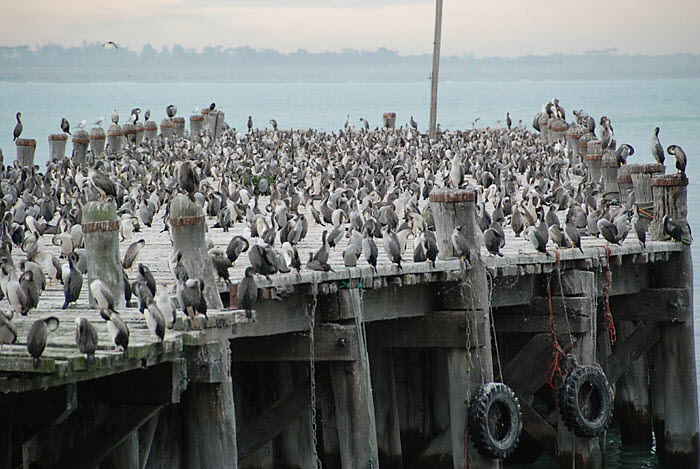 Oamaru - Shags