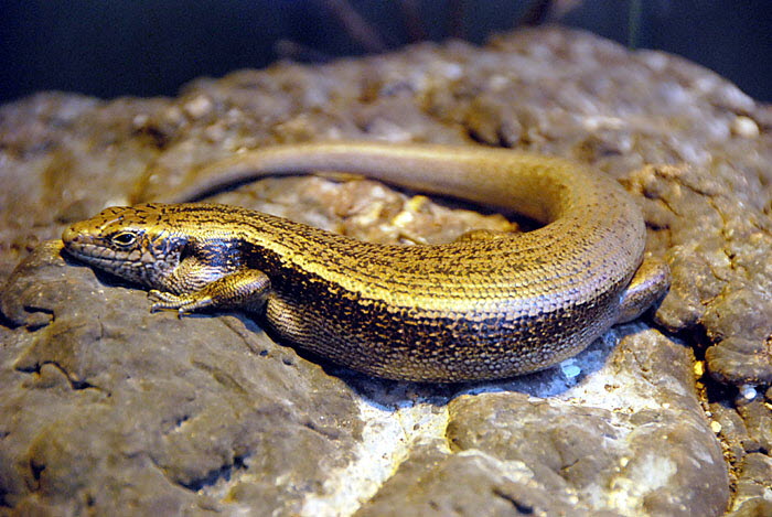 Lizard