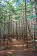 Redwoods