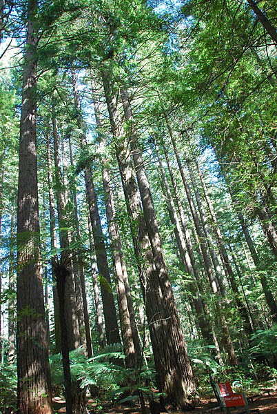 Redwoods