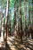 Redwoods