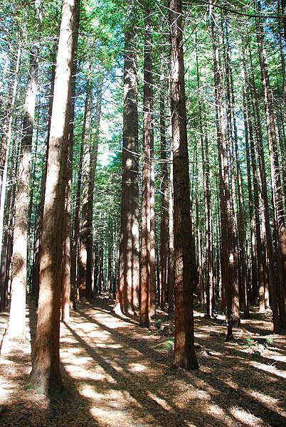 Redwoods