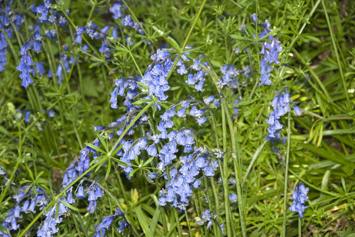 Bluebells