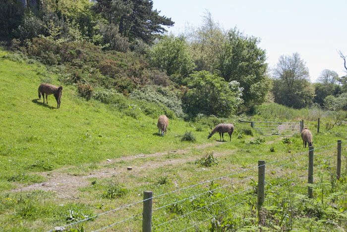 Alpacas