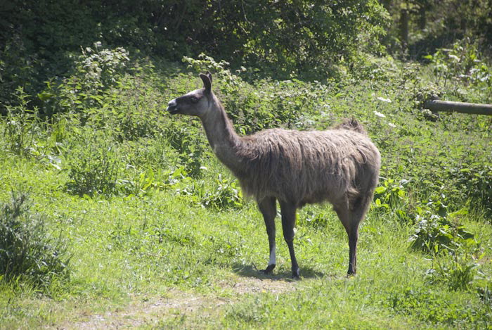 Alpaca