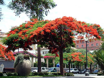 Santa Cruz - Avenida de la Ascuncion