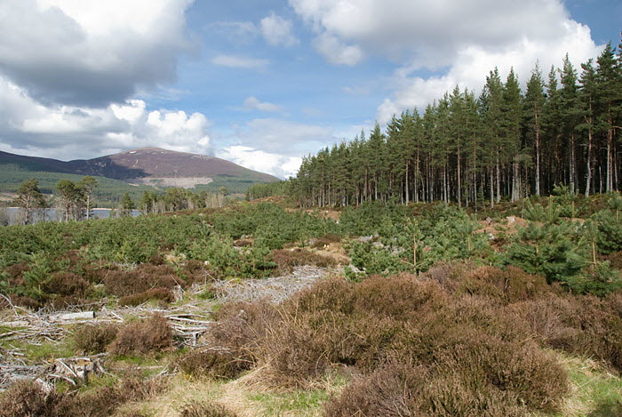 Loch Morlich
