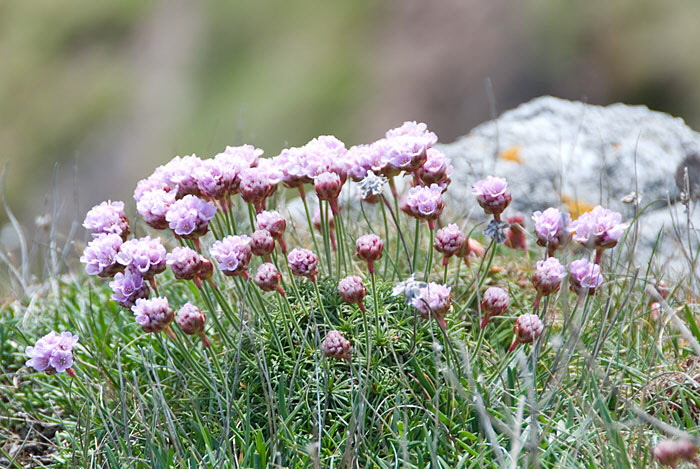 Wild Flower