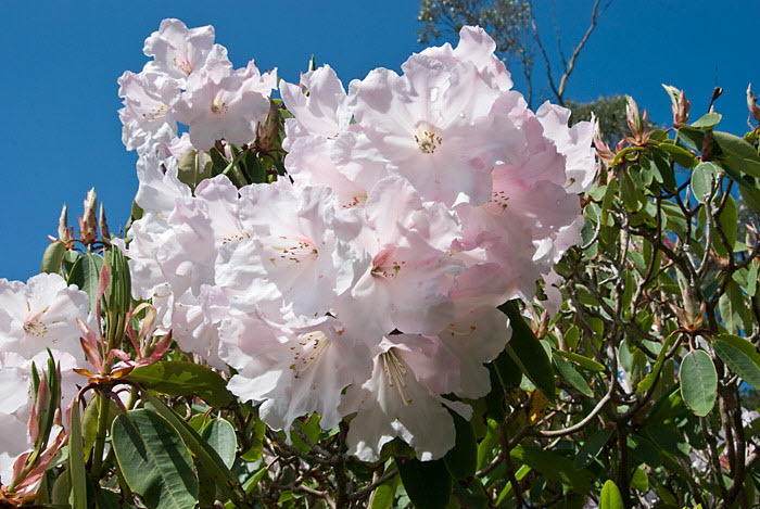 Inverewe Garden