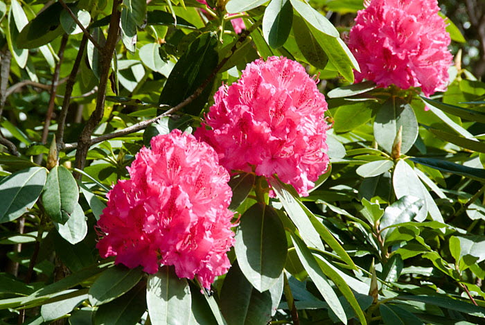 Inverewe Garden