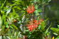 Inverewe Garden