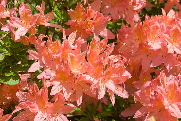 Inverewe Garden