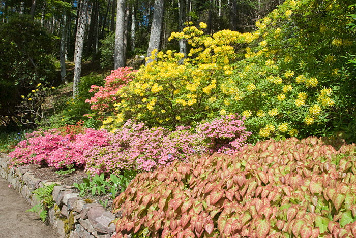 Inverewe Garden