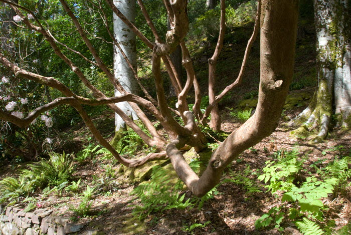 Inverewe Garden