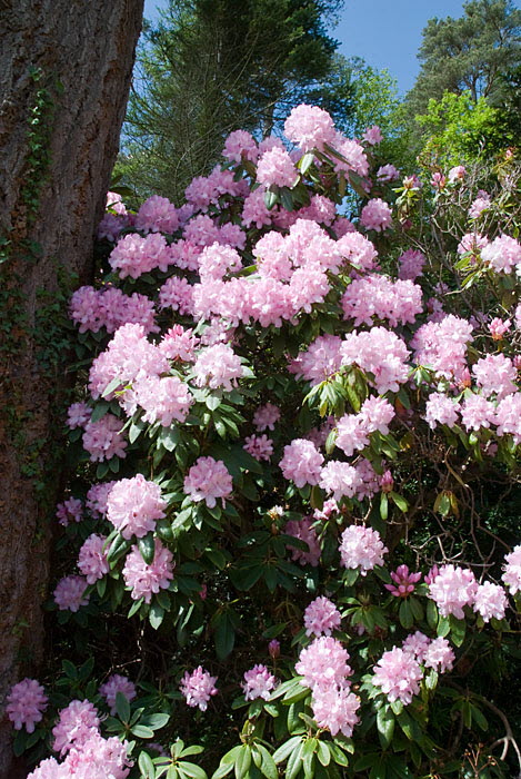 Inverewe Garden