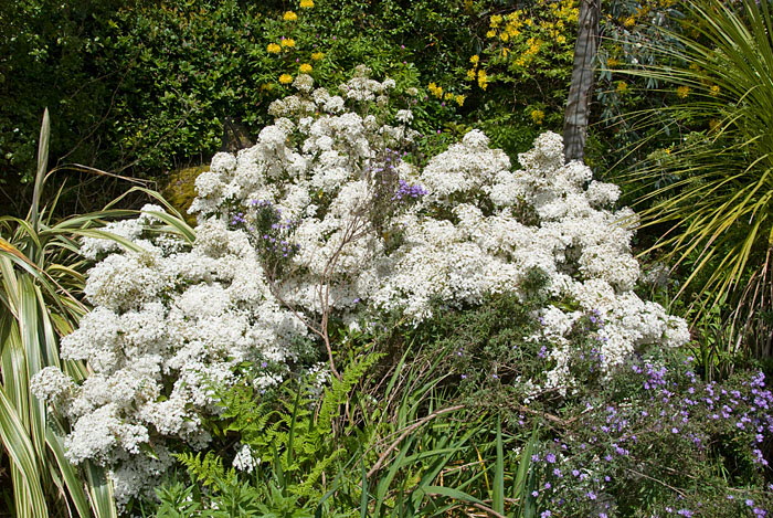 Inverewe Garden