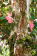 Inverewe Garden
