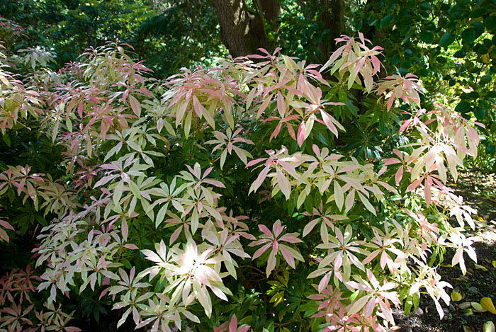 Inverewe Garden