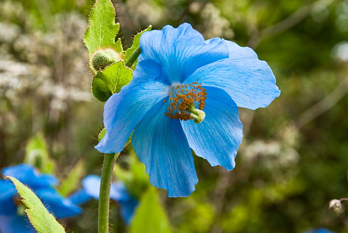 Inverewe Garden