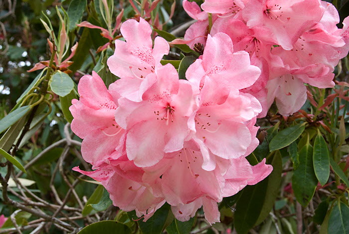 Inverewe Garden