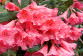 Inverewe Garden