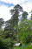 Inverewe Garden