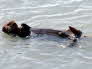 Seward - Ressurection Bay Sea Otter