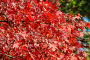 P2/14 - Exbury Gardens