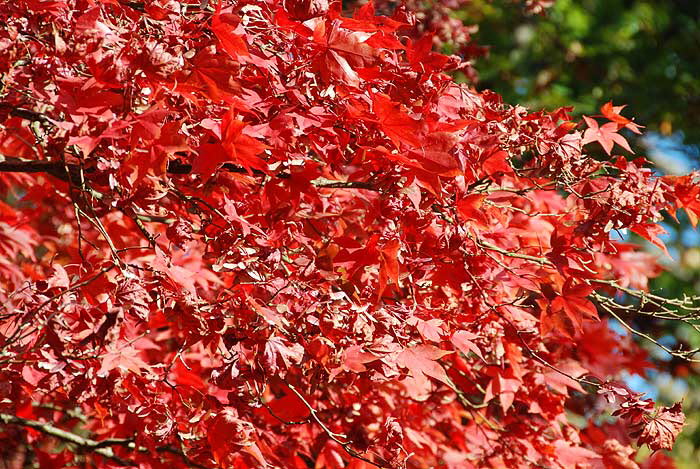P2/14 - Exbury Gardens