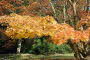 P5/14 - Exbury Gardens