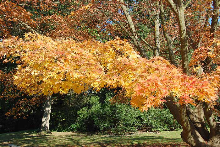P5/14 - Exbury Gardens